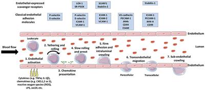 More Than Just a Removal Service: Scavenger Receptors in Leukocyte Trafficking